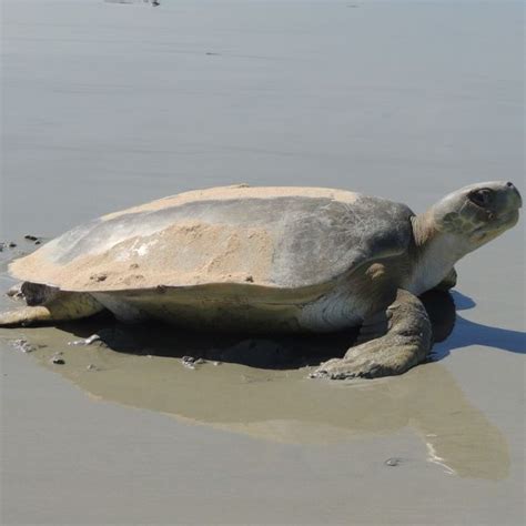 flatback sea turtle facts  turtles