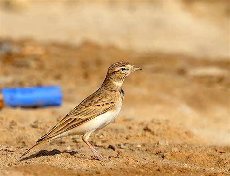 greater short toed lark kuwait oct  khaled al ghanem flickr