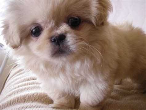 pekingese small dog breed breeds  small dogs  small dog breeds