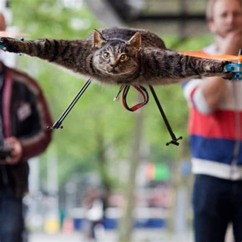 man turns taxidermied cat into a remote controlled quadrocopter complex
