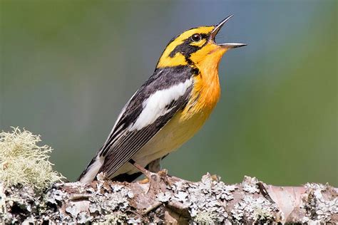 understanding  birds sing