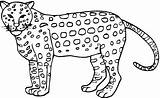 Cheetah Coloring Pages Kids Printable Color Animal Print Cheetahs sketch template