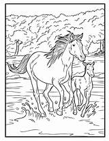 Colouring Horses Wild Horse Book Fantastic Colour Would Know These Who sketch template