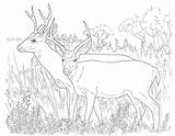 Coloring Pages Mule Printable Deer Animals Powered Results Bing sketch template