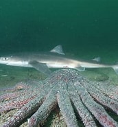 Image result for "squalus Blainville". Size: 172 x 185. Source: fishbiosystem.ru