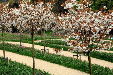 cherry orchard cherry orchard pinterest orchards  gravel path