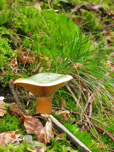 Edel Reizker Lactarius Deliciosus Edible Wild Mushrooms Mushroom