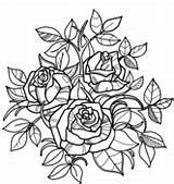 Rosas Rosen Colorat Fiori Ausmalbilder Flori Disegnare Stampare Desene Ausdrucken Ausmalbild Adulti Fiore sketch template