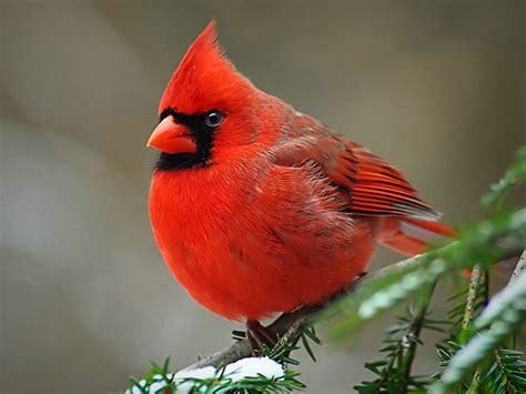 life  sweet birds cardinal red birds