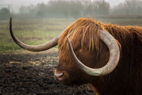stock photo  bull horns