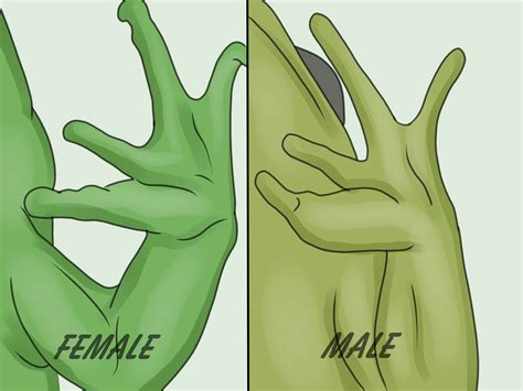 come capire se la tua raganella è maschio o femmina