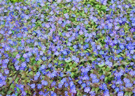 photo  blue flowers bloom blue flowers
