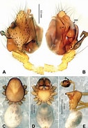 Image result for "clausophyes Galeata". Size: 127 x 185. Source: zookeys.pensoft.net