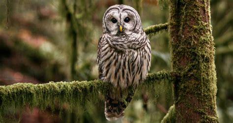 barred owl identification   birds cornell lab  ornithology