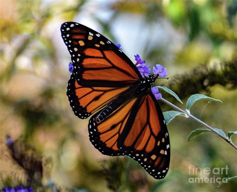 exquisite male monarch photograph  cindy treger