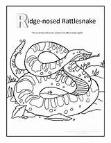 Coloring Rattlesnake Pages Printable Ridge Snake Diamondback Rattlesnakes Nosed Grand Canyon Rattle Colouring Color Tattletail Motorhome Print Kids Western Rug sketch template
