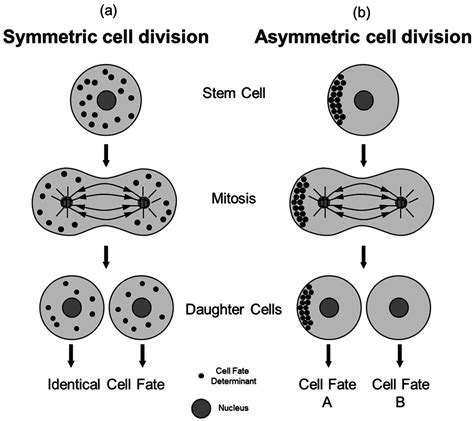symmetry  full text concise review asymmetric cell divisions  stem cell biology