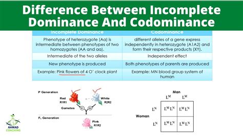 Difference Between Incomplete Dominance And Codominance Youtube