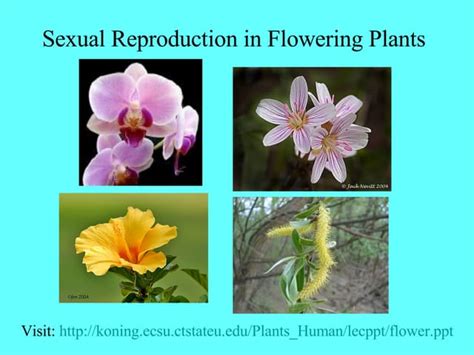 Sexual Reproduction In Flowering Plants Ppt
