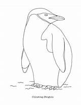Penguin Chinstrap Coloring sketch template
