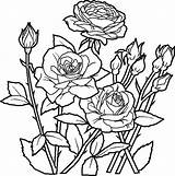 Coloring Roses Flower Bouquet Beautiful Elegant Color sketch template