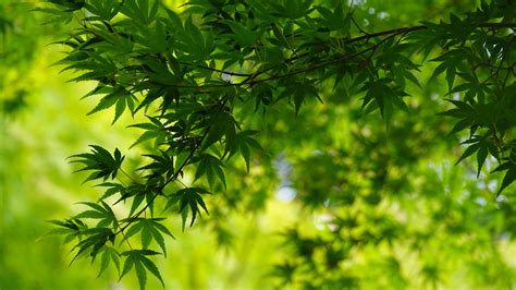 green leafed trees branches  blur green leaves background  hd