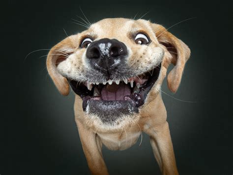 funny pictures  dogs catching treats funny png