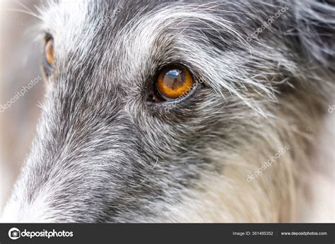 greyhound hair lupongovph
