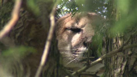 officials euthanize cougar found in oregon backyard sparking