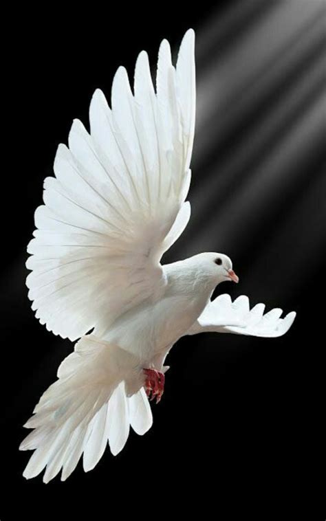 dove  peaceholy spirit images  pinterest holy spirit beautiful birds  holy ghost