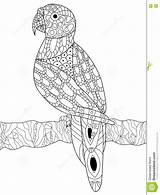 Coloring Parrot Adults Vector Zentangle Stress Anti Book Adult Dreamstime Illustration Preview sketch template
