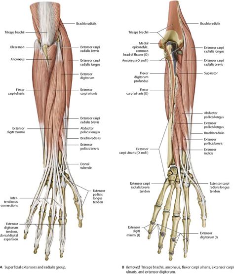 human forearm anatomy