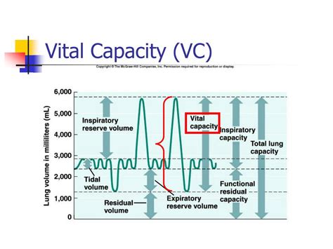 lab    breathing volumes capacities powerpoint