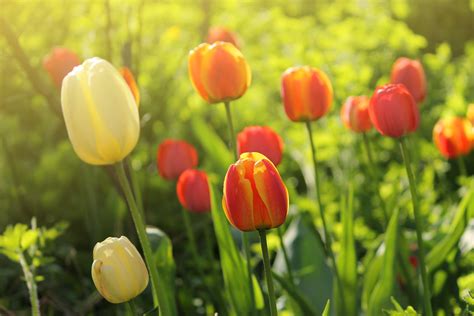 tulips flowers spring garden wallpapers hd desktop  mobile backgrounds