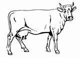 Vaca Cow sketch template
