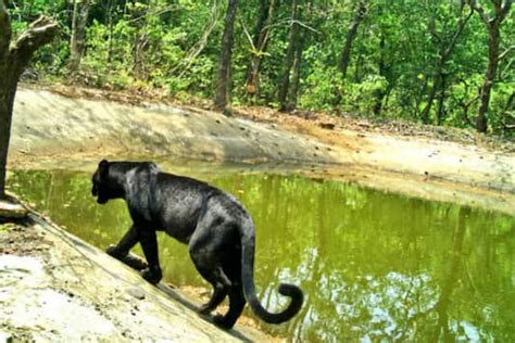 A Black Panther Was Spotted Wandering In A Goa Sanctuary