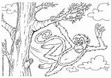 Affe Scimmia Mono Kleurplaat Malvorlage Aap Dschungel Kleurplaten Stampare Educolor sketch template