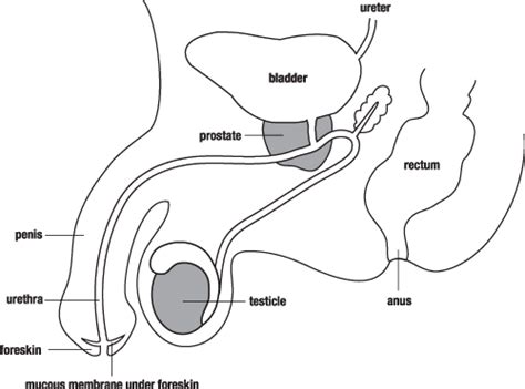 blank diagram of human reproductive systems labeled female