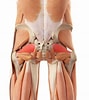 Afbeeldingsresultaten voor Musculus Piriformis. Grootte: 89 x 100. Bron: personalinjurydoctorgroup.com