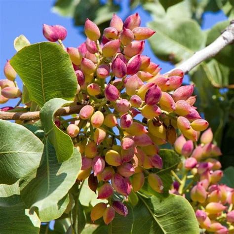 beautiful pistachio tree  atsoilplantgarden pistachio tree fruit