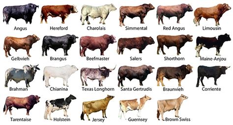 beef and dairy cattle breeds other quizizz