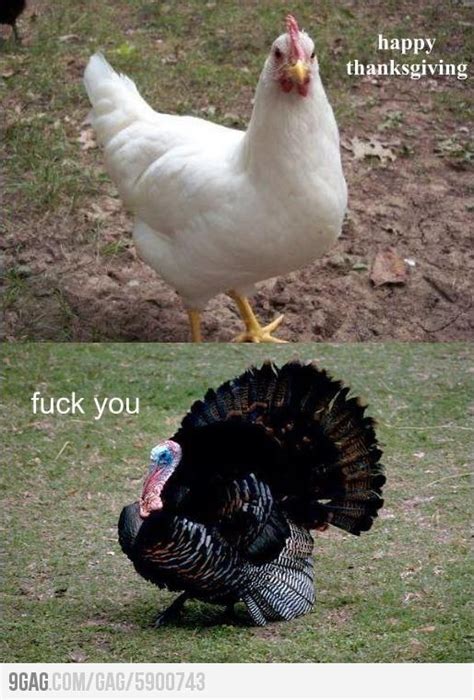 Funny Pictures Meme Quotes Funny Pictures Thanksgiving