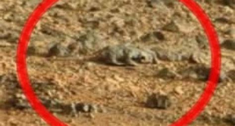 life on mars lizard spotted on the surface of the red