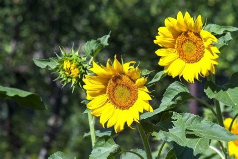 grow sunflowers thompsons plants garden centres