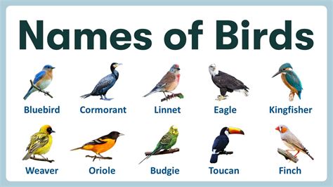 incredible compilation   bird images  names complete collection  birds images