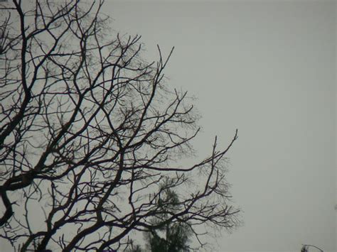 grey tree   picture  happy valley hong kong  flickr