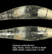 Afbeeldingsresultaten voor "cadulus Subfusiformis". Grootte: 178 x 185. Bron: www.marinespecies.org
