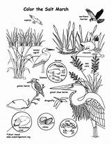 Marsh Coloring Salt Labeled Wildlife Nature Pages Sponsors Wonderful Support Please Choose Board sketch template