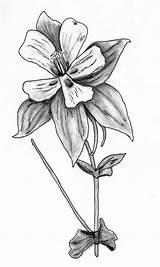 Columbine Flower Drawing Sketch Sketches Tattoo Drawings Getdrawings Arm Choose Board sketch template