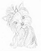 Yorkie Yorkshire Coloring Terrier Drawing Puppy Outline Drawings Yorkies Pages Tattoo Line Adults Dog Cute Yorky Voor Volwassenen Kleuren Getdrawings sketch template